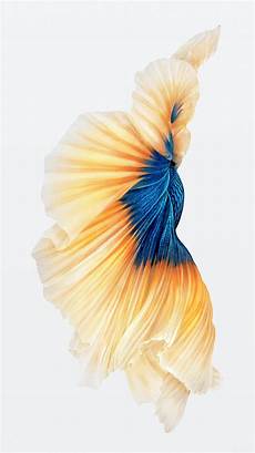 Wallpaper Iphone 6s Plus Original by Get The Beautiful Live Wallpapers From Iphone 6s As Still Wallpaper Iphone 6s Plus Original