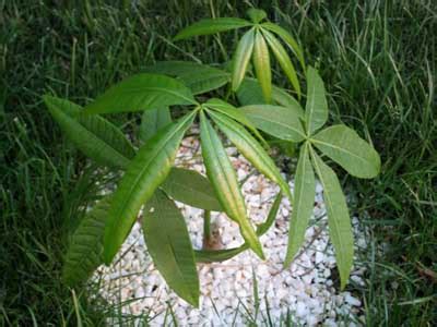 Pachira aquatica (Para ağacı) - Page 3 - agaclar.net