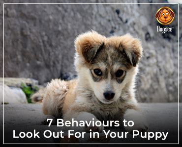 7 Behaviours To Look Out For In Your Puppy