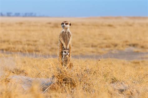 Cute Meerkat Images And Fun Facts - Pictures of Meerkats in the Wild
