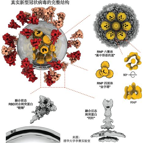 新型冠状病毒（SARS-Cov-2）的增殖过程是怎样的？能讲的既准确又简单吗？ - 知乎