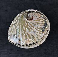 Image result for White Abalone Shell Ceramic Vase