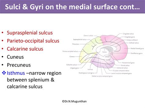Sulci,Gyri & Functional areas of cerebrum Dr.N.Mugunthan.M.S | PDF