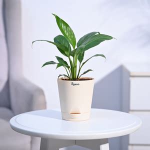 UGAOO Peace Lily Plant Price in India - Buy UGAOO Peace Lily Plant ...