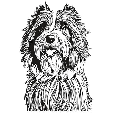 Bearded Collie pies grawerowane wektor portret twarz kreskówka vintage ...