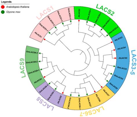 Molecular Cloning and Functional Analysis of GmLACS2-3 Reveals Its ...