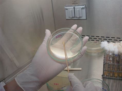 Image result for Enterococcus Faecalis Bacteria Cell Structure