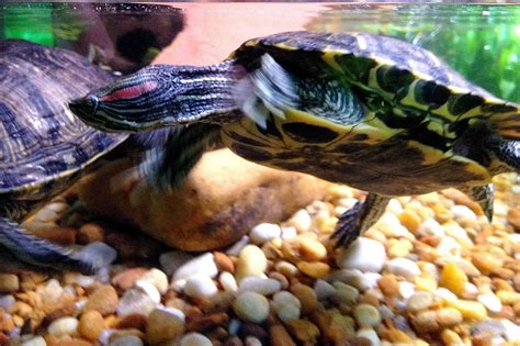 Image result for Red Ear Slider Turtle Tank Setup