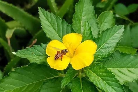 Image result for Tribulus