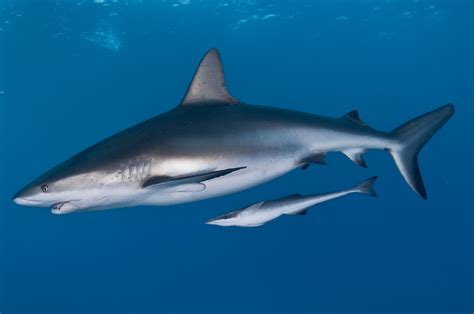 What Symbiotic Relationship Does A Shark And Remora Have at Beth Heard blog