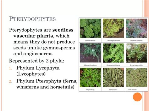 Phylum Of Vascular Plants