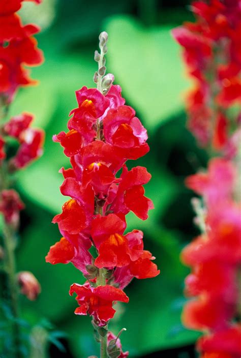 Red Snapdragon Flower Meaning | Best Flower Site