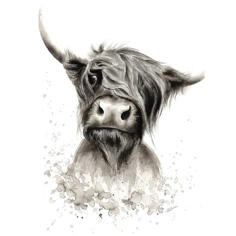Highland Cow Drawing
