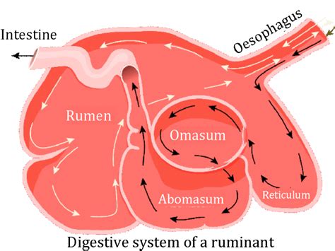 Nutrition in Amoeba and Human Digestive System| Key Processes Explained