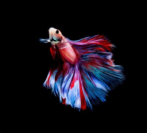 Image result for Fish Key Script Code