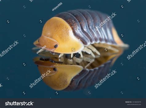 51 Rubber Ducky Isopod Images, Stock Photos & Vectors | Shutterstock
