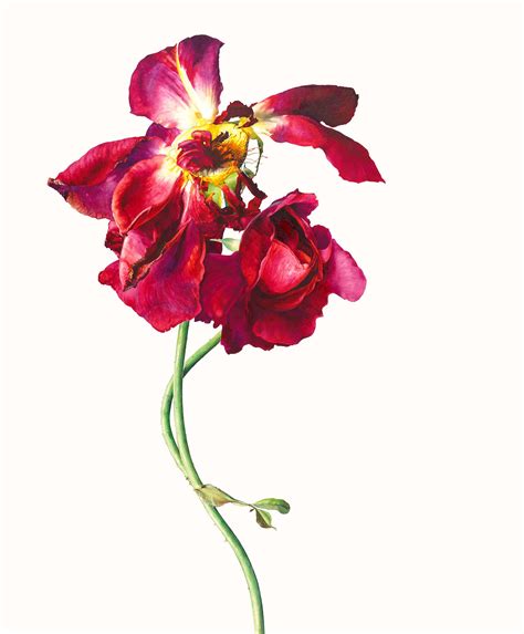 Rosie Sanders, Touch | Jonathan Cooper | Flowers photography, Botanical ...