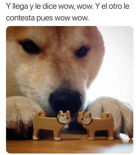 No pos wow 🐶 : r/LatinoPeopleTwitter