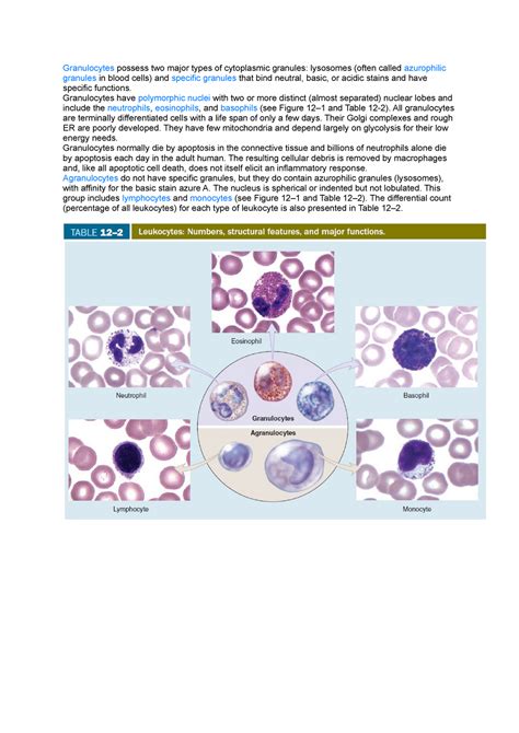 Granulocytes Immature