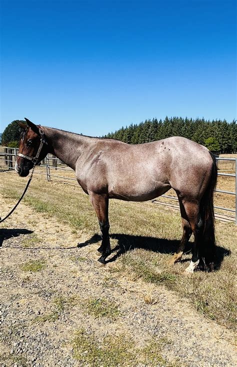 Bay Roan Quarter Horse