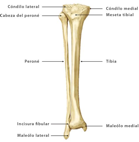 Anatomía De Los Huesos Tibia Y Peroné