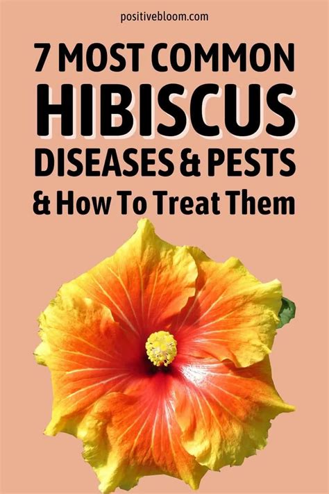 Image result for Root Rot Hibiscus