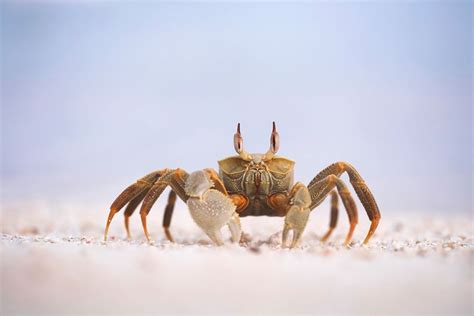 How Many Legs Do Crabs Have For Cheap | www.oceanproperty.co.th