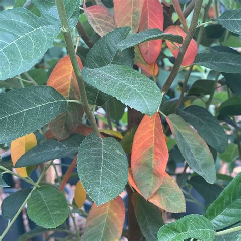 Buy serviceberry 'Glenn Form' (syn. Amelanchier canadensis Rainbow ...