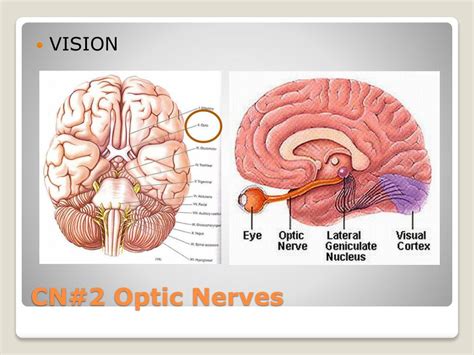 Image result for Peripheral Nervous System