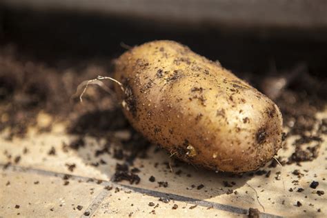 简单最快土豆催芽,如何种土豆又大又多,茄子催芽(第2页)_大山谷图库