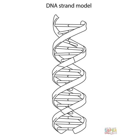 DNA Model Worksheet 的图像结果
