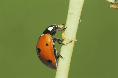 10 Fascinating Facts About Ladybugs