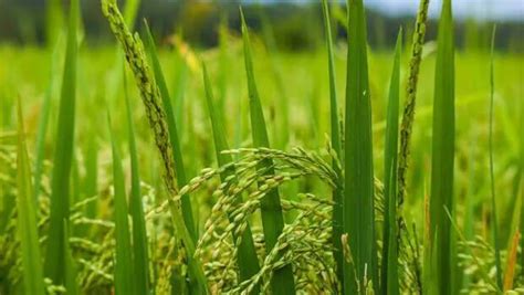 150 crore for paddy development; major announcements for agriculture ...