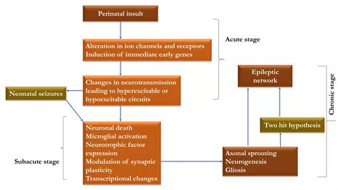 Basic mechanism of epilepsy | PPTX