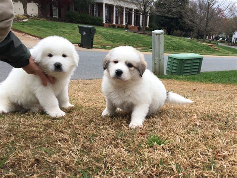 Charlotte North Carolina Great Pyrenees Puppies — Montgomery Sheep Farm ...