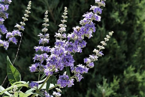Purple Butterfly Bush Blooms Free Stock Photo - Public Domain Pictures