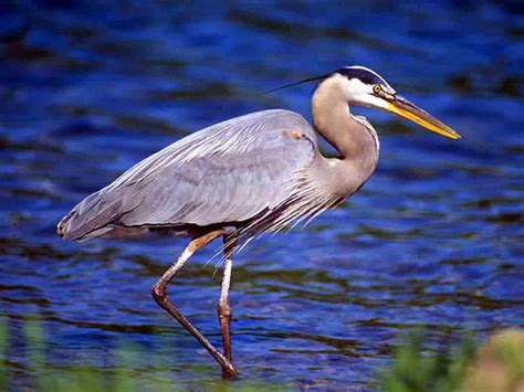Heron Bird Meaning In Hindi at David Masterson blog