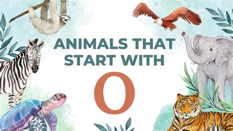 88 Animals That Start with O: From Observant Owls to Agile Ocelots ...