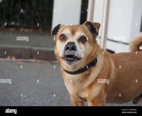 domestic dog animal of Phylum Chordata, Class Mammalia (Mammals Stock Photo - Alamy