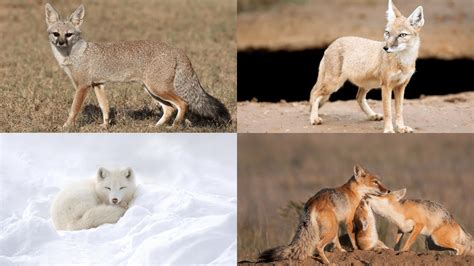 Types of Foxes: A Guide to Nature's Diverse and Stunning Species ...