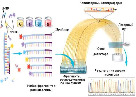 Секвенирование ДНК по Сангеру