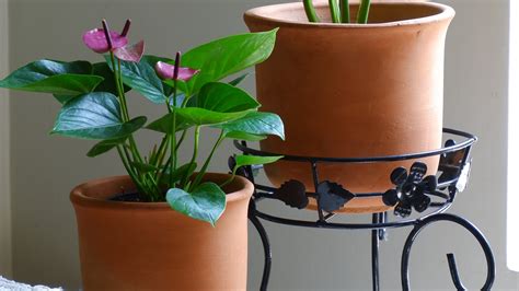 Tips to follow while Repotting Indoor Plants – PRAKRTI GARDEN BOUTIQUE