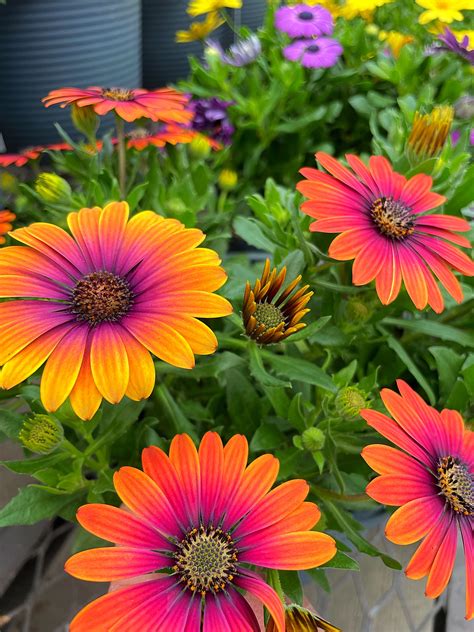 Seven perennial flowers that add color to your summer garden – Artofit
