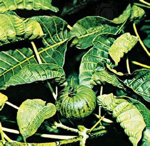 Image result for Sand Box Tree Pod Explosion