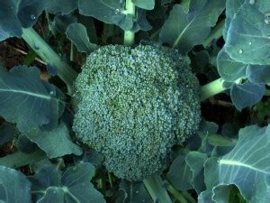 CYBEXIS Green Calabrese Broccoli Seeds 500 Seeds Seed Price in India ...