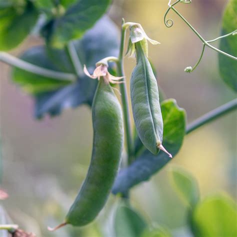 5 Best Raspberry Companion Plants: What to Plant & Not Plant