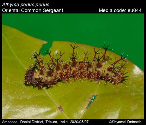 Athyma perius | Butterfly