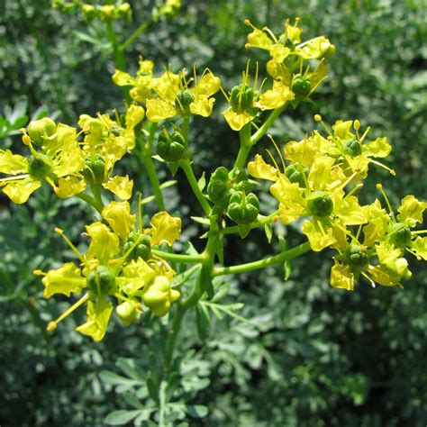 Rue Plant
