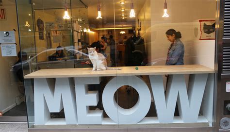 5 Amazing Cat Cafes To Visit Around The World - lifeberrys.com