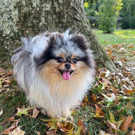 Ultra-Rare Blue Merle Pomeranians Sell for Over $4,000. Are They Worth ...